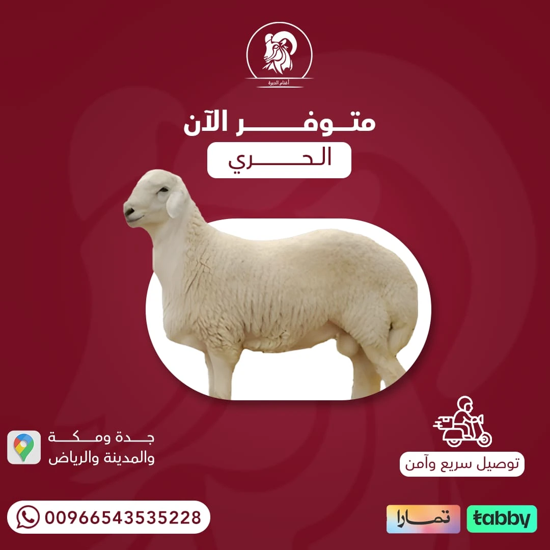 عقيقة حري طائفي 20 ك واكثر وافي الشروط