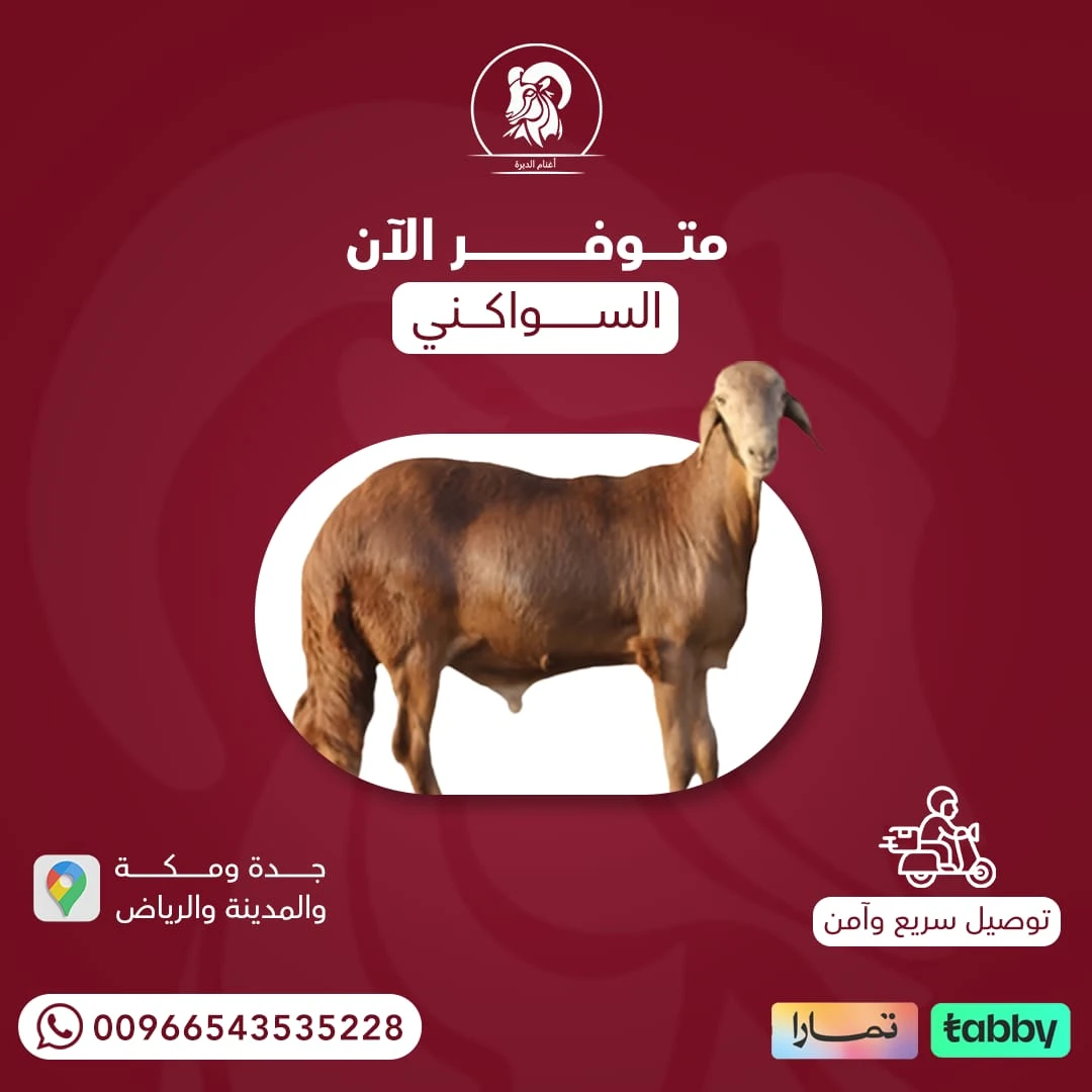 سواكني جذع مرابي 24 ك وافي الشروط
