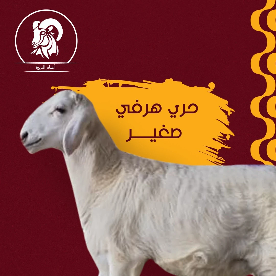 حري هرفي وسط 16ك