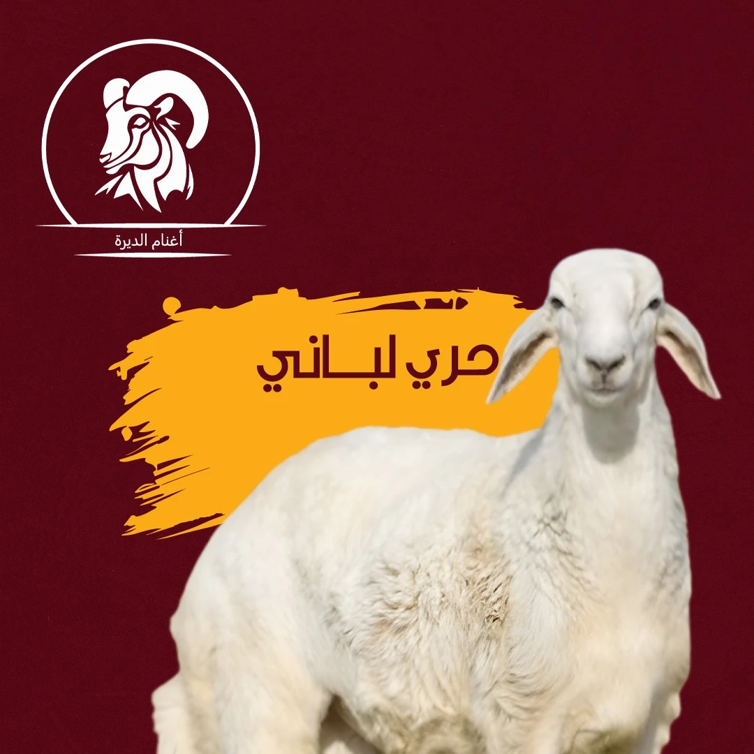 خروف حري لباني من8 الي 10 ك 1350