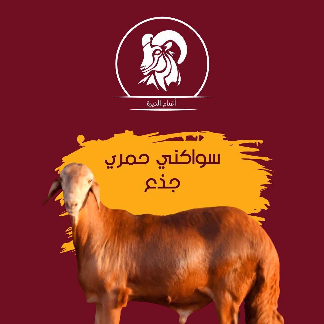 سواكني حمري جذع 22 كيلو