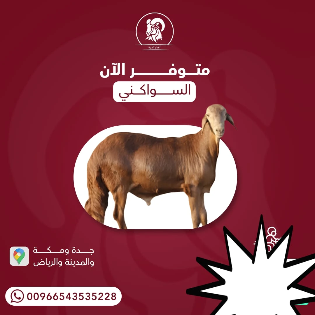 سواكني جذع مرابي وافي الشروط